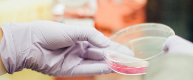 A gloved hand holding a Petri dish containing a small amount of pink liquid.