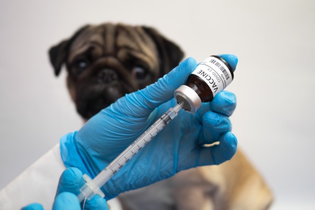 A pug receiving a vaccine.